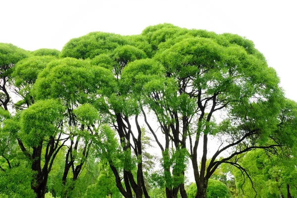 Piękne zielone drzewa w parku — Zdjęcie stockowe