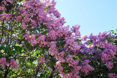Parkta güzel leylak çalılar yaz 