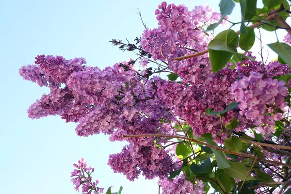 Beaux arbustes lilas été dans le parc — Photo