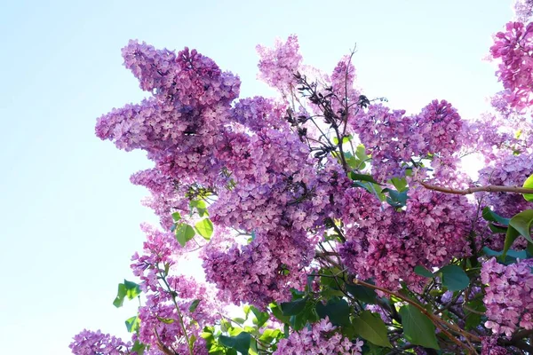 Beaux arbustes lilas été dans le parc — Photo