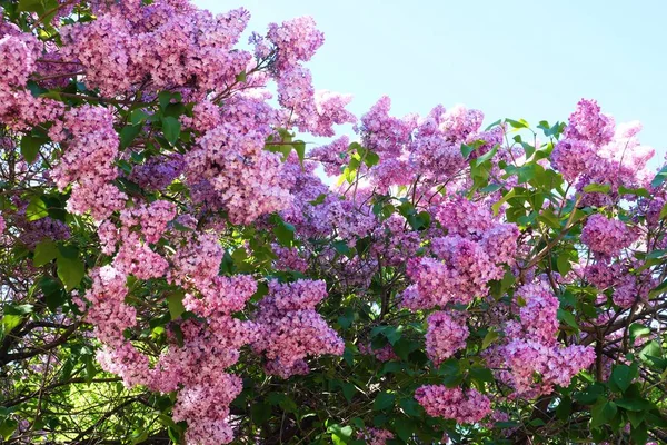 Beaux arbustes lilas été dans le parc — Photo