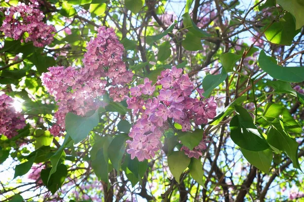 Belo verão arbustos lilás no Parque — Fotografia de Stock