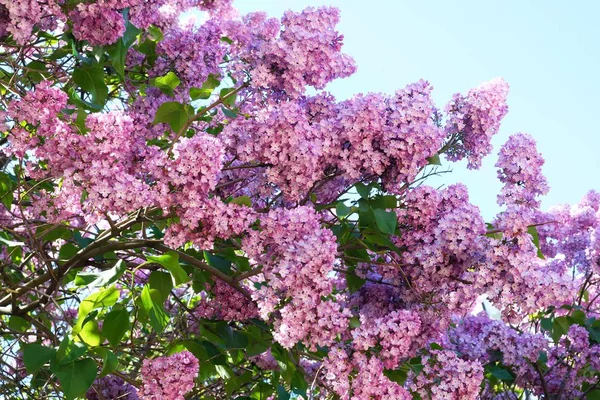 Beaux arbustes lilas été dans le parc — Photo