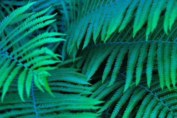 森の中の長い葉を持つ美しい緑シダ — ストック写真