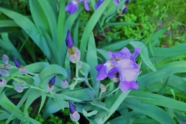 Güzel çiçekler süsen bir flowerbed üzerinde — Stok fotoğraf