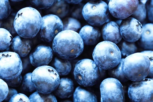 Un montón de frescos deliciosos arándanos grandes vista — Foto de Stock