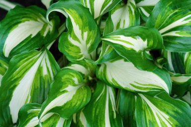 Beyaz yeşil yaprakları ile güzel fern görüntülemek