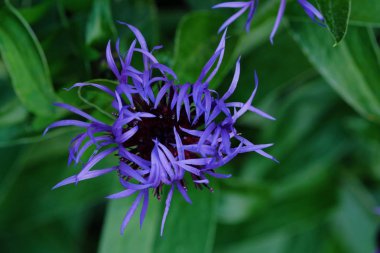 Güzel mavi Peygamber yaz Park