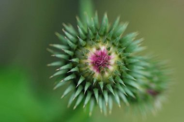 Yaz bahçesinde bitki dulavratotu 