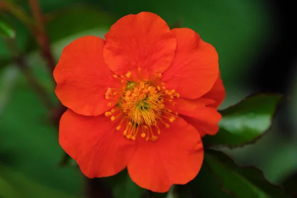 Hermosa flor naranja en verano Vista al parque — Foto de Stock
