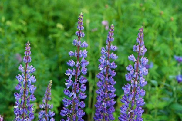 Lindas flores lupins no verão Park — Fotografia de Stock