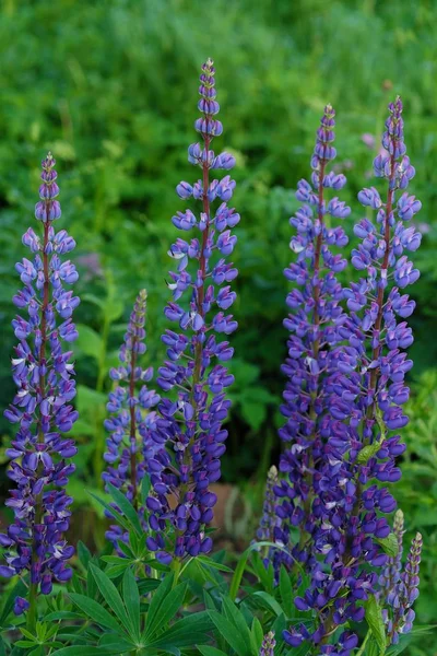 Lindas flores lupins no verão Park — Fotografia de Stock