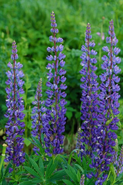 Lindas flores lupins no verão Park — Fotografia de Stock