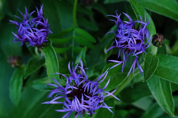 Lindas flores de milho azul no verão Park — Fotografia de Stock