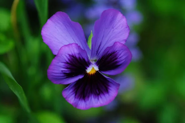 Linda violeta no parque de verão — Fotografia de Stock