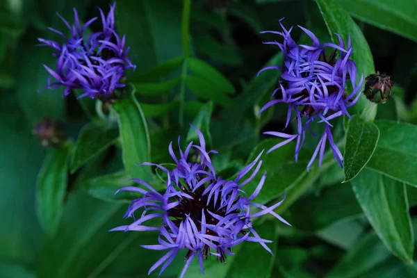Lindas flores de milho azul no verão Park — Fotografia de Stock