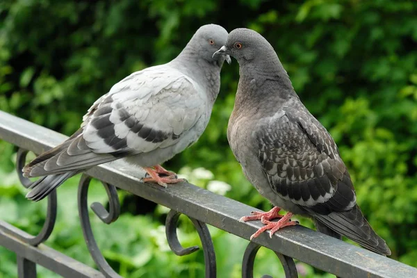 Par de pombos cinzentos no verão do Parque — Fotografia de Stock