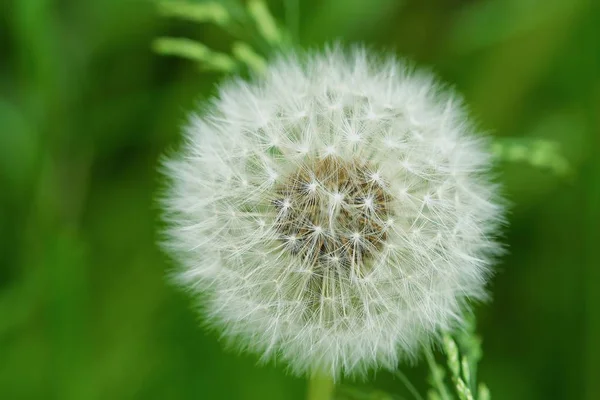 Witte paardebloem in de zomer Park — Stockfoto