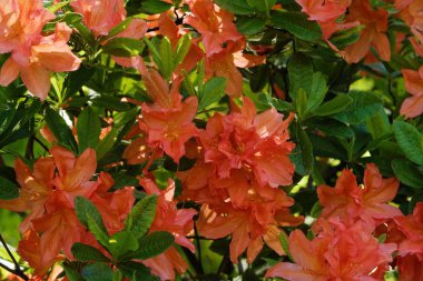 Yaz bahçesinde turuncu çiçekli güzel çalılar 
