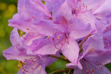Güzel parlak pembe çiçekler yaz bahçesinde