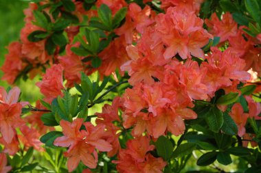 Yaz bahçesinde turuncu çiçekli güzel çalılar 