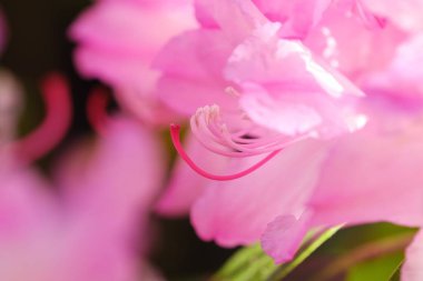 Güzel parlak pembe çiçekler yaz bahçesinde