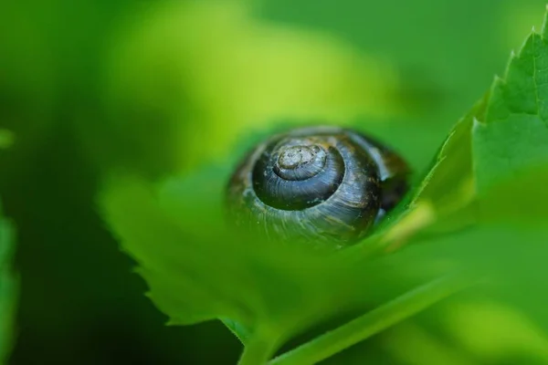 Kleine Schnecke auf den grünen Blättern — Stockfoto