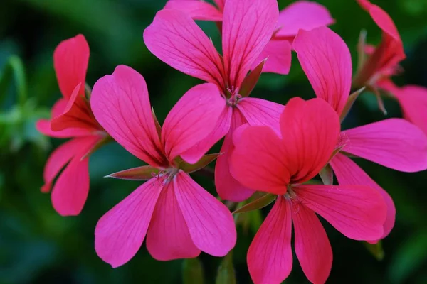 Schöne leuchtend rosa Blüten im Sommergarten — Stockfoto