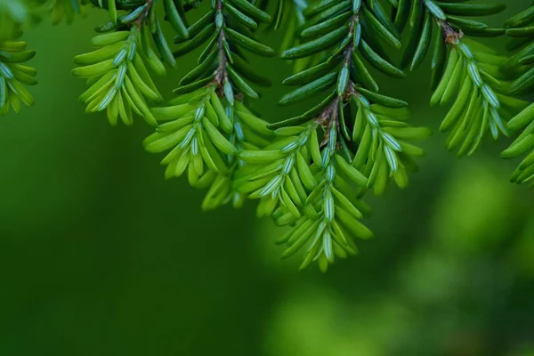 Green branches of a pine tree macro photo — Stock Photo, Image