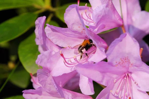 Vacker ljust rosa blommor i trädgården — Stockfoto