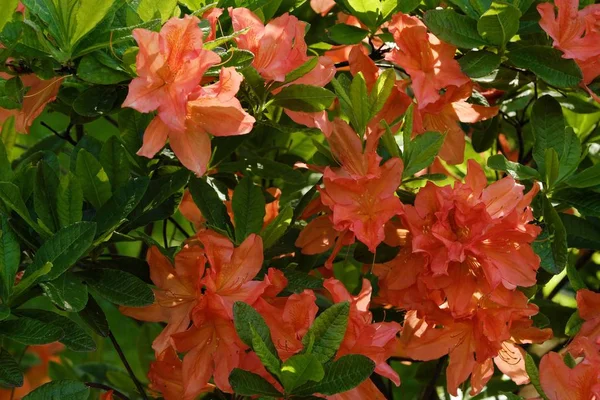 Hermosos arbustos con flores de color naranja en el jardín de verano —  Fotos de Stock