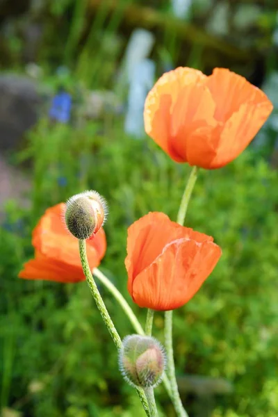 Beautiful poppies and buds in the summer Park — Stock Photo, Image