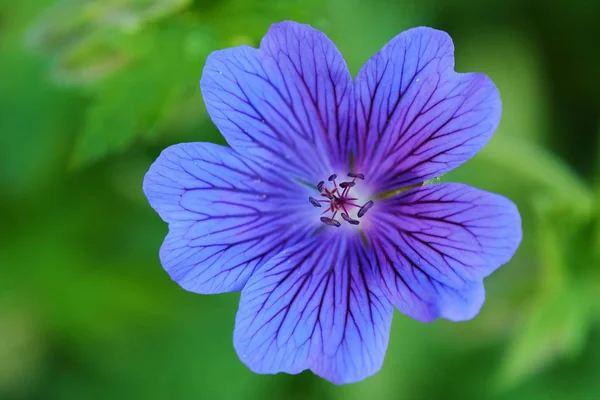 Piękny niebieski kwiat w ogrodzie — Zdjęcie stockowe