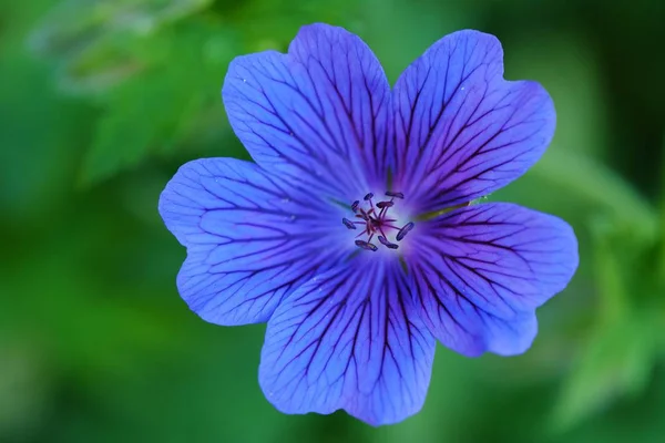 Piękny niebieski kwiat w ogrodzie — Zdjęcie stockowe