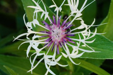 Yaz alanında güzel beyaz çiçek