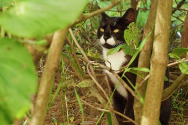 Parkta yeşil çalıların arasında kara kedi