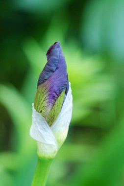İris yaz bahçesinde güzel Bud