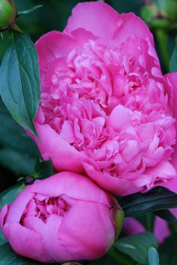 Güzel pembe peonies yaz bahçesinde tomurcukları ile 