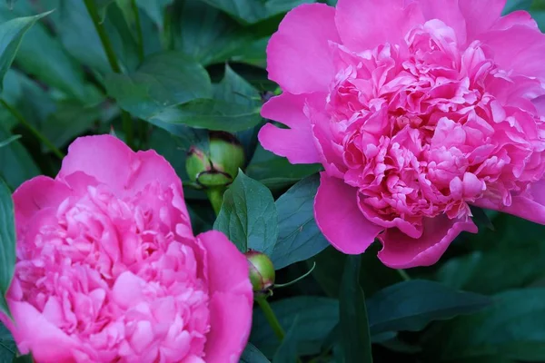 Belle peonie rosa con boccioli nel giardino estivo — Foto Stock