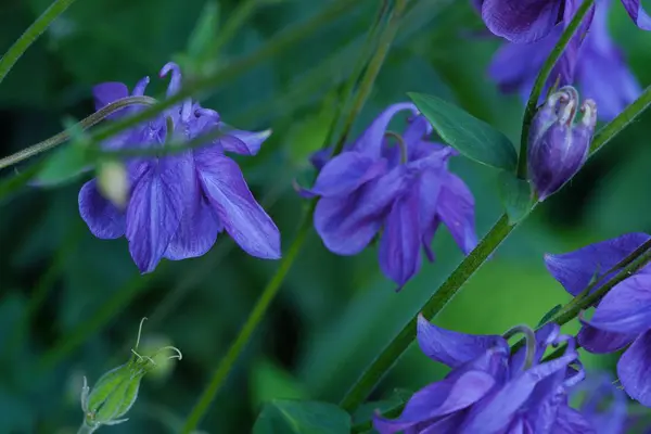 Piękny liliowy bluebells w ogrodzie — Zdjęcie stockowe