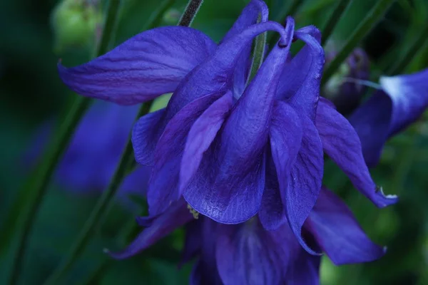 여름 정원에서 아름 다운 라일락 bluebells — 스톡 사진