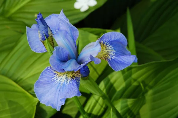 Schöne Knospe der Iris im Sommergarten — Stockfoto