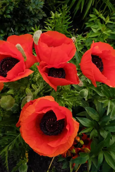 Beautiful red poppies in summer garden view — Stock Photo, Image