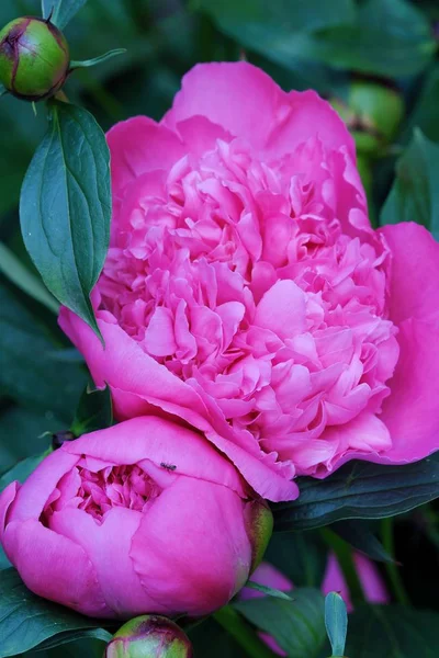 Güzel pembe peonies yaz bahçesinde tomurcukları ile 