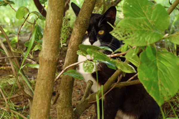 公园里绿色灌木丛中的黑猫 — 图库照片