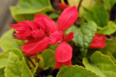 Yaz bahçe manzaralı güzel pembe çiçek 