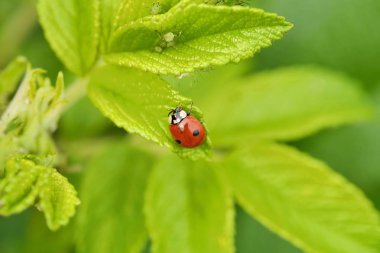 Bir yaprak yeşil görünümde güzel uğur böceği