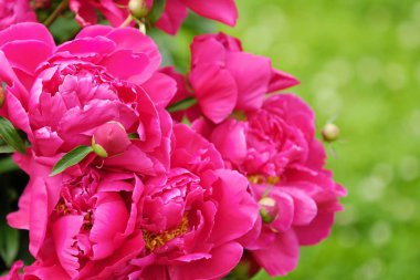 Güzel parlak pembe peonies yaz bahçesinde
