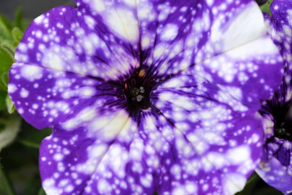 Piękna fioletowa petunia w letnim ogrodzie — Zdjęcie stockowe