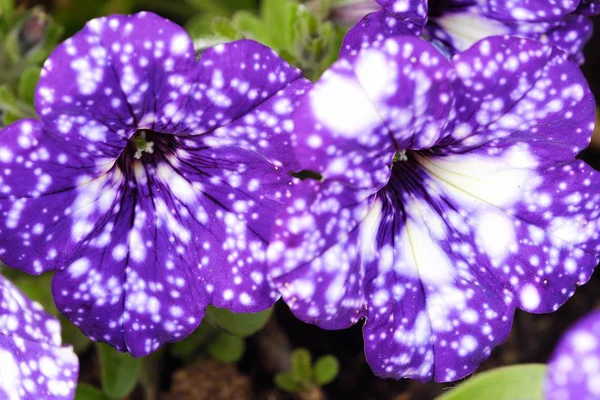 Beautiful purple Petunia in the summer garden — Stock Photo, Image